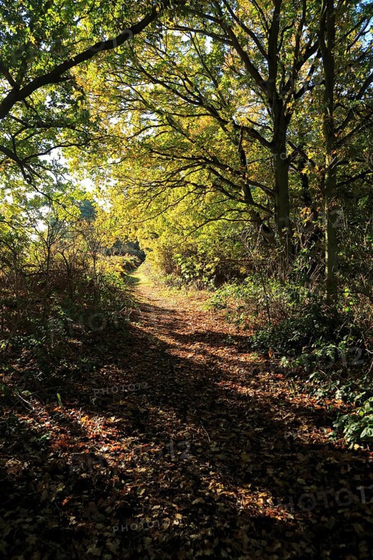 Footpath through autumn colours trees Sandlings heathland, Sutton, Suffolk, England, UK