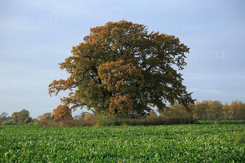Large oak tree standing in field autumnal leaves, Sutton, Suffolk, England, UK