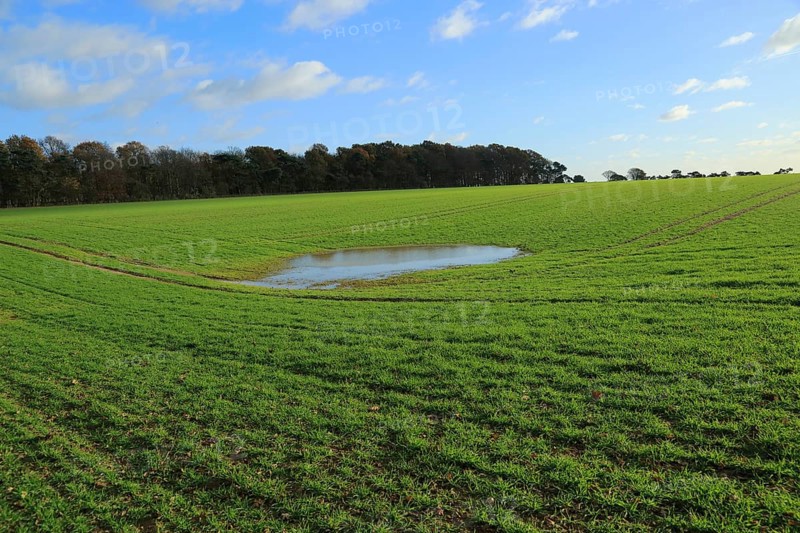 Pool of surface water in field high water table level, Ramsholt, Suffolk, England, UK