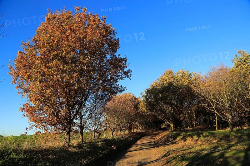 Autumn colours leaves on trees small country lane, Sutton, Suffolk, England, UK