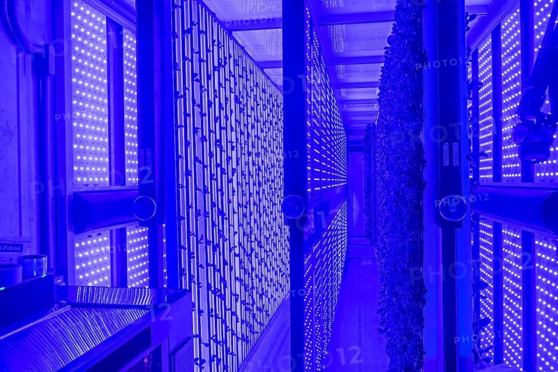 Denver, Colorado, At Ullr's Garden, lettuce grows in shipping containers converted to an indoor hydroponic farm powered by LED lights