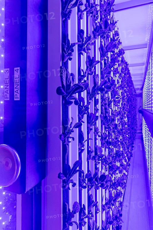 Denver, Colorado, At Ullr's Garden, lettuce grows in shipping containers converted to an indoor hydroponic farm powered by LED lights