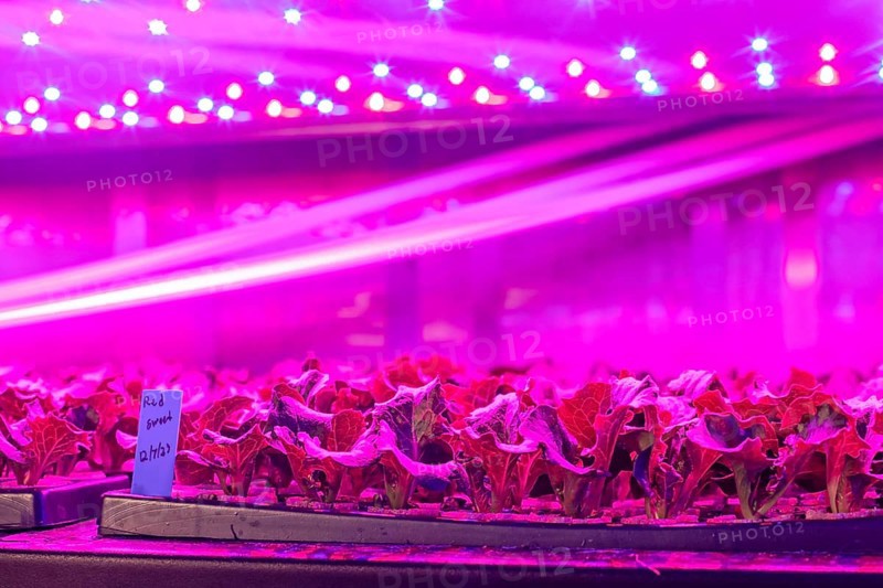 Denver, Colorado, At Ullr's Garden, lettuce grows in shipping containers converted to an indoor hydroponic farm powered by LED lights