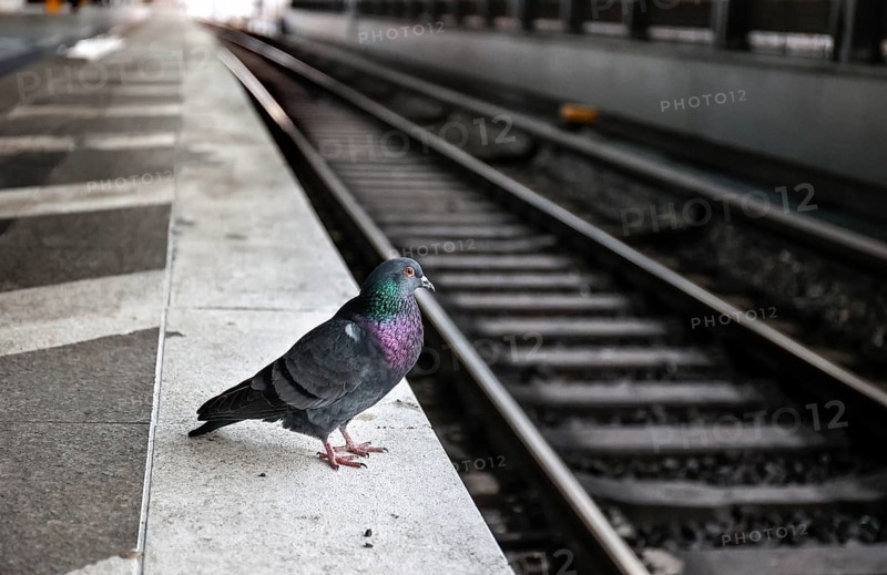 A pigeon sits on the platform at Südkreuz station. The fourth train drivers' strike by the German Train Drivers' Union, GDL, on Deutsche Bahn's passenger services has begunm, Berlin, 24 January 2024