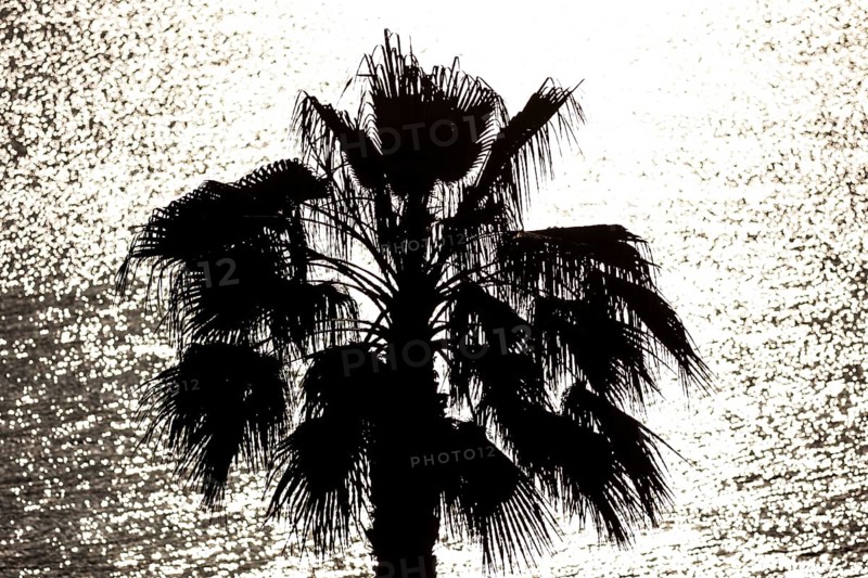 Palm tree against the light, Diano Marina, 01.06.2022