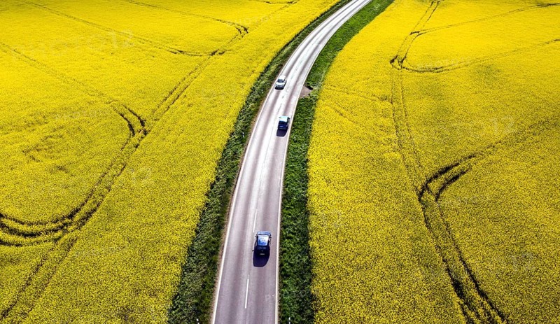 Road with cars next to rape fields, Nauen, 11.05.2022