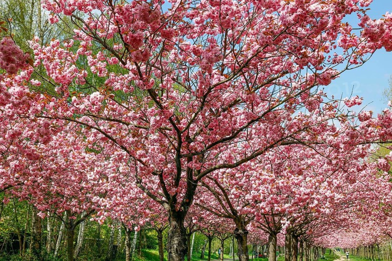 Blossoming cherry trees on the TV-Asahi cherry blossom avenue. Kirschblütenalle is located directly on the former border strip between Teltow and Berlin-Lichterfelde. Over 1, 000 cherry trees in blossom on the former wall path, Teltow, 28/04/2022