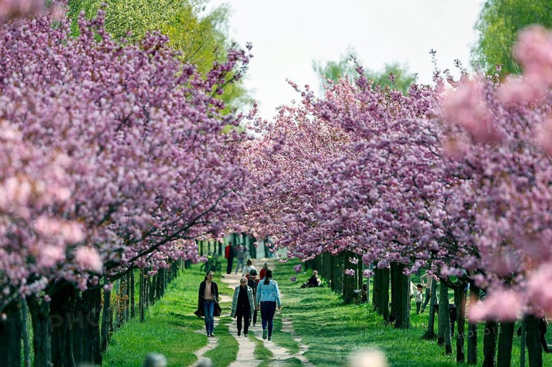 Blossoming cherry trees on the TV-Asahi cherry blossom avenue. Kirschblütenalle is located directly on the former border strip between Teltow and Berlin-Lichterfelde. Over 1, 000 cherry trees in blossom on the former wall path, Teltow, 28/04/2022
