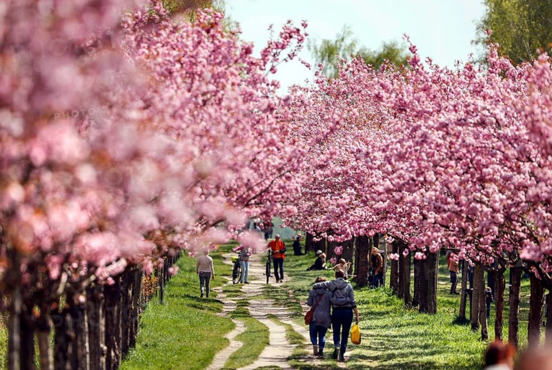 Blossoming cherry trees on the TV-Asahi cherry blossom avenue. Kirschblütenalle is located directly on the former border strip between Teltow and Berlin-Lichterfelde. Over 1, 000 cherry trees in blossom on the former wall path, Teltow, 28/04/2022
