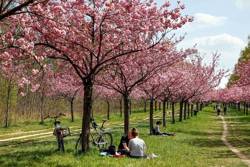 Blossoming cherry trees on the TV-Asahi cherry blossom avenue. Kirschblütenalle is located directly on the former border strip between Teltow and Berlin-Lichterfelde. Over 1, 000 cherry trees in blossom on the former wall path, Teltow, 28/04/2022