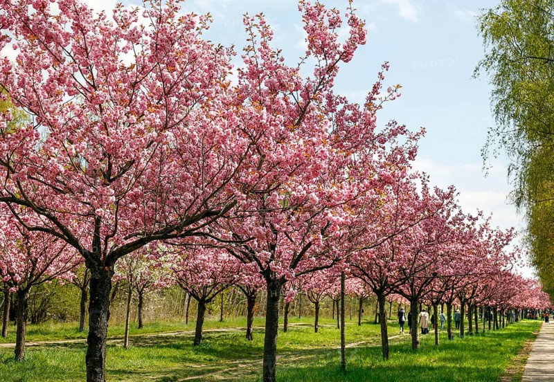 Teltow, 28.04.2022, Bleuhende Kirschbaume at the TV-Asahi-Kirschbluetenalle. Kirschbluetenalle is located directly on the former border strip between Teltow and Berlin-Lichterfelde. Over 1, 000 blossoming cherry trees stand on the former wall path
