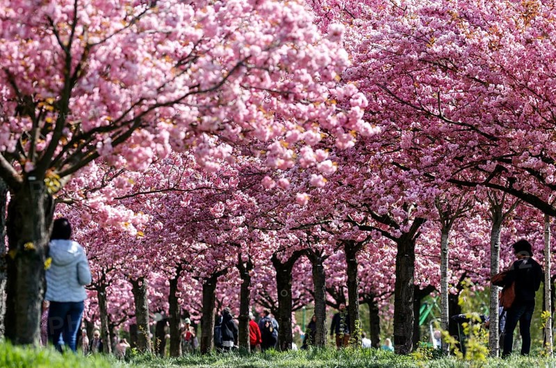Blossoming cherry trees on the TV-Asahi cherry blossom avenue. Kirschblütenalle is located directly on the former border strip between Teltow and Berlin-Lichterfelde. Over 1, 000 cherry trees in blossom on the former wall path, Teltow, 28/04/2022