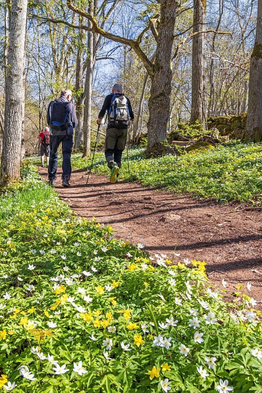 Men walking on a woodland hiking trail with blooming Wood anemone (Anemone nemorosa) and yellow wood anemone (Anemone ranunculoides) in springtime, Sweden, Europe