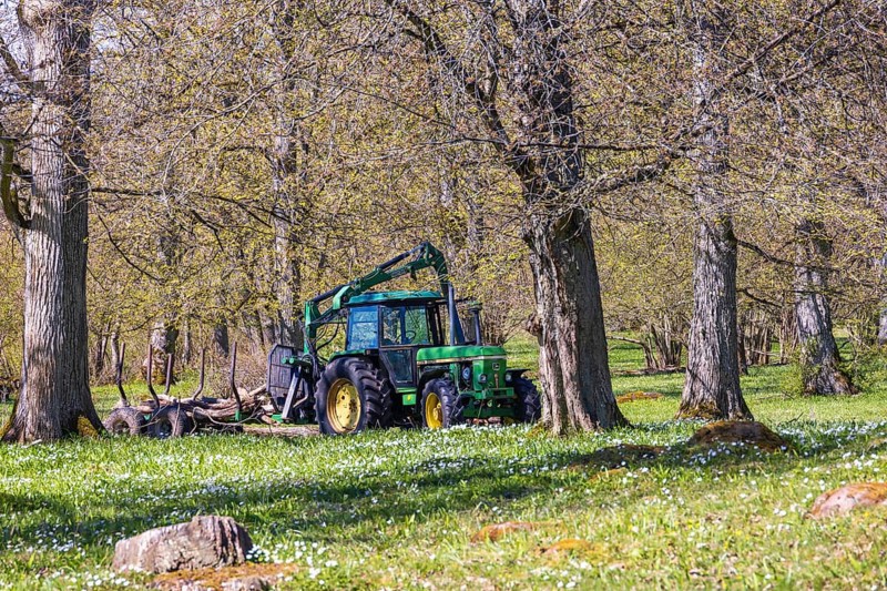 Forestry with a tractor and cart in a deciduous forest with flowering Wood anemone (Anemone nemorosa) at springtime