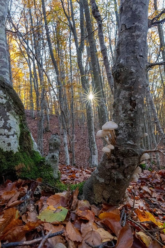 Landscape after rain. Also called porcelain mushrooms (mucilla mucida), they create a splendid nature landscape in the beech forest. Photographed in Alessandria province Italy
