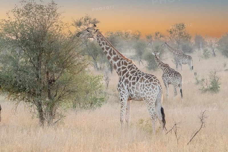 Giraffe. A cold and foggy dawn and like a vision, in the silence, they appear in all their majesty and elegance, they were very close, luckily I had a short lens and was able to take this shot, Kruger National Park South Africa