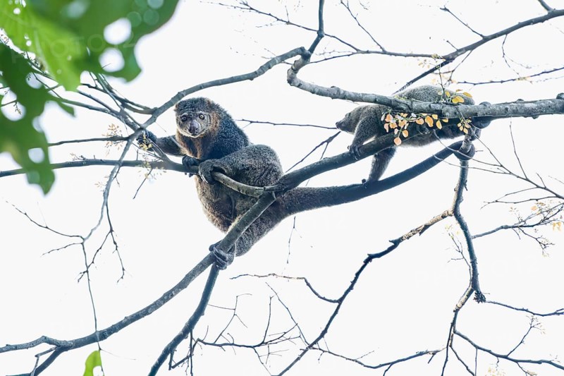 The common cusco (Spilocuscus maculatus) is an arboreal marsupial of the Phalangeridae family, this shot made in Tangkoko National Park in Sulawesi, Indonesia, Asia