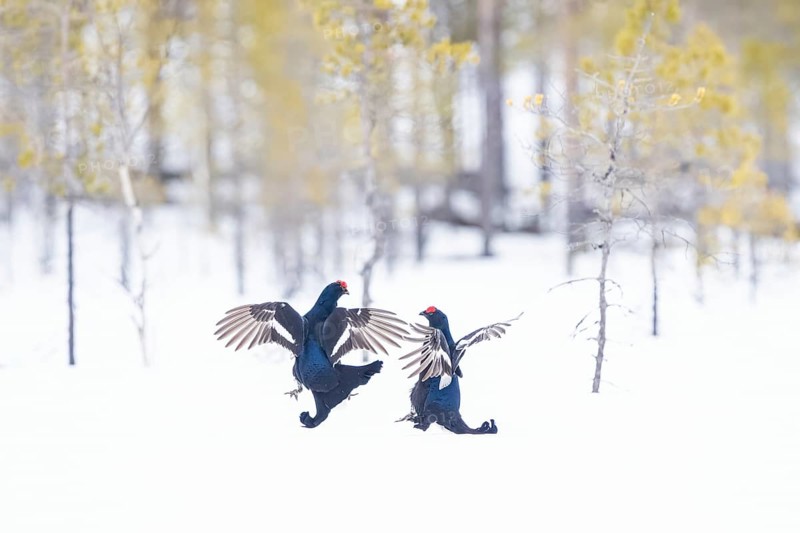 Black grouse (Lyrurus tetrix) during fighting, this photo was taken in Kusamo, Finland, Europe