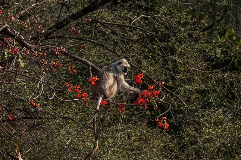 (Presbytis entellus) Monkey in the jungle of Ranthambore National Park famous for tigers in Rajastan India
