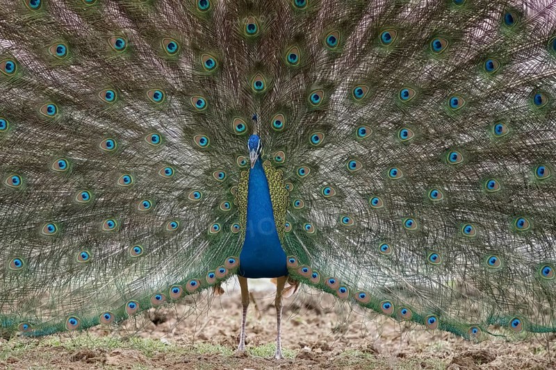 Peacock (Pavo cristatus) photographed in the jungle of Ranthambore National Park famous for tigers in Rajastan India