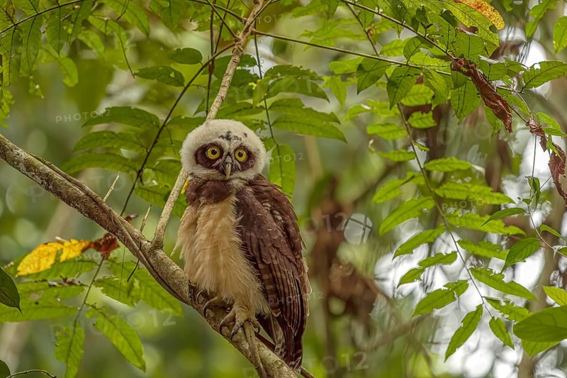 Young specimen of spectacled owl (Pulsatrix perspicillata) Costarica