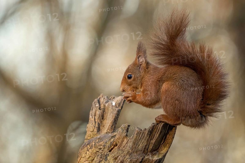European red squirrel, Sciurus vulgaris Alessandria Italy