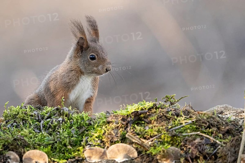 European red squirrel, Sciurus vulgaris Alessandria Italy
