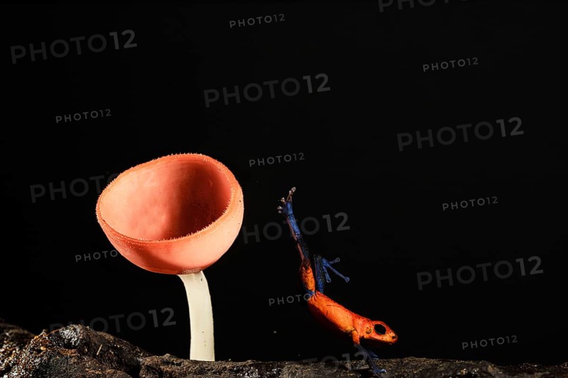 Blue jeans frog, strawberry poison frog, Oophaga pumilio, Costarica
