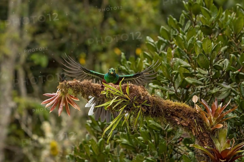 Quetzal (Pharomachrus mocinno) Costarica