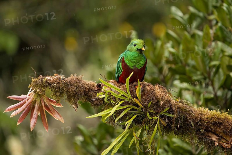 Quetzal (Pharomachrus mocinno) Costarica