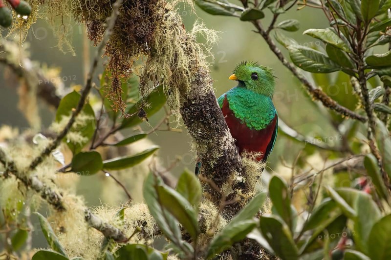 Quetzal (Pharomachrus mocinno) Costarica