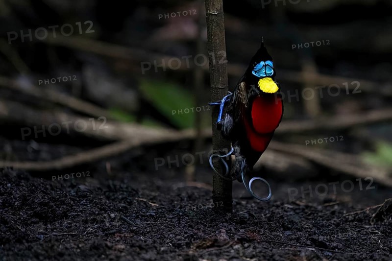 Wilson's bird of paradise (Diphyllodes respublica), endemic to the rainforests of Waigeo Island, New Guinea