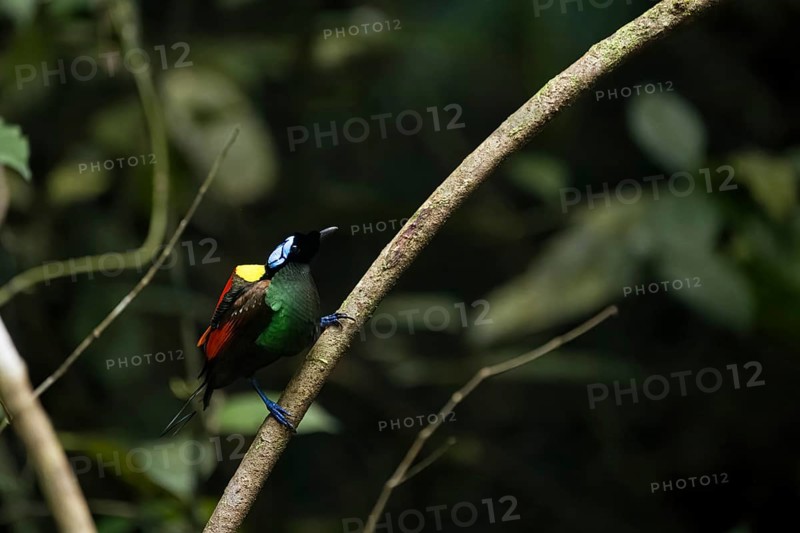 Wilson's bird of paradise (Diphyllodes respublica), endemic to the rainforests of Waigeo Island, New Guinea