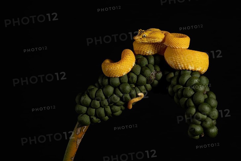 This viper with a disturbing look is the Cigliata viper Bothriechis schlegelii, its venom is lethal. Costarica 2022