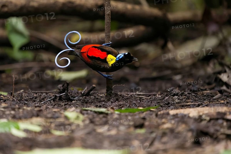 Wilson's bird of paradise (Diphyllodes respublica), endemic to the rainforests of Waigeo Island, New Guinea
