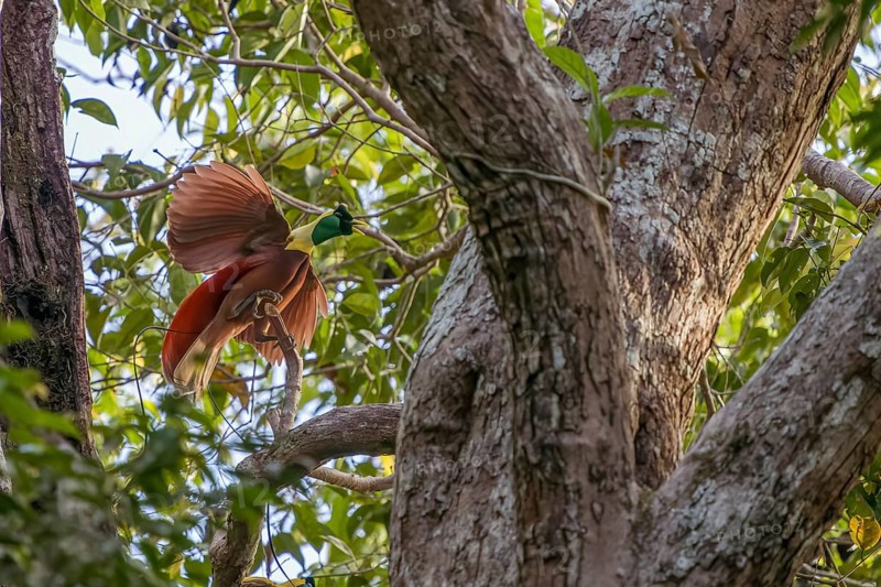 Paradisea rubra, the males perform by carefully cleaning the leaves of a branch on which they will perform by going up and down the perch, vibrating their spread wings and raising their flank and tail feathers, emitting calls Waigeo Island, New Guinea