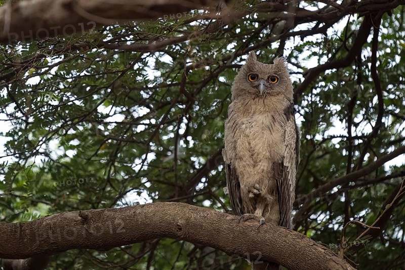 Indian eagle owl (Bubo bengalensis) photographed in the jungle of Ranthambore National Park famous for tigers in Rajastan India