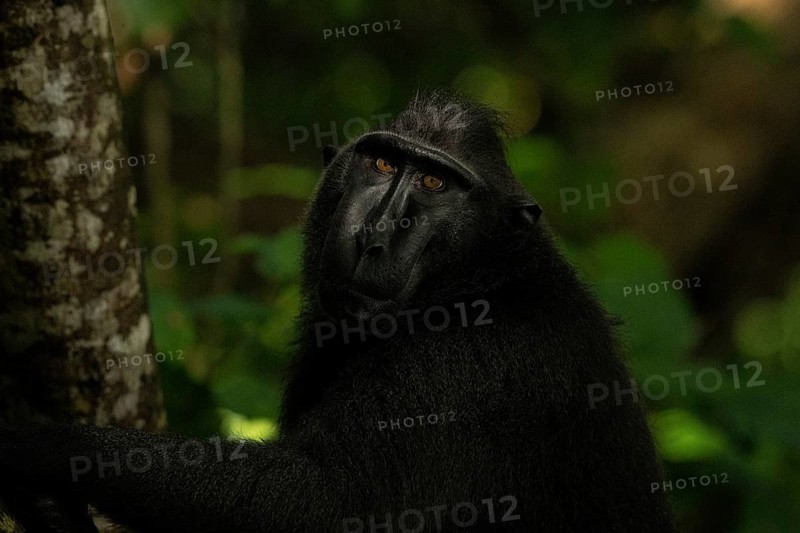 Crested macaque (Macaca nigra) This shot made in Tangkoko National Park in Sulawesi, Indonesia, Asia