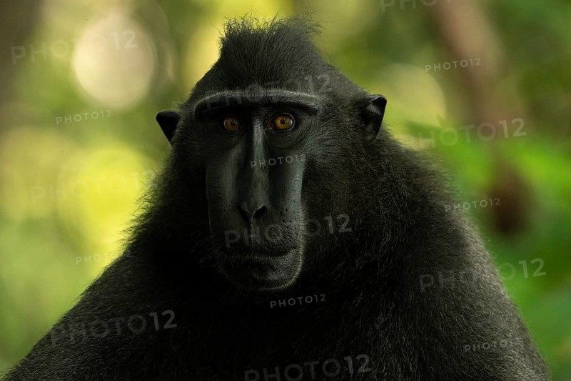 Crested macaque (Macaca nigra) This shot made in Tangkoko National Park in Sulawesi, Indonesia, Asia