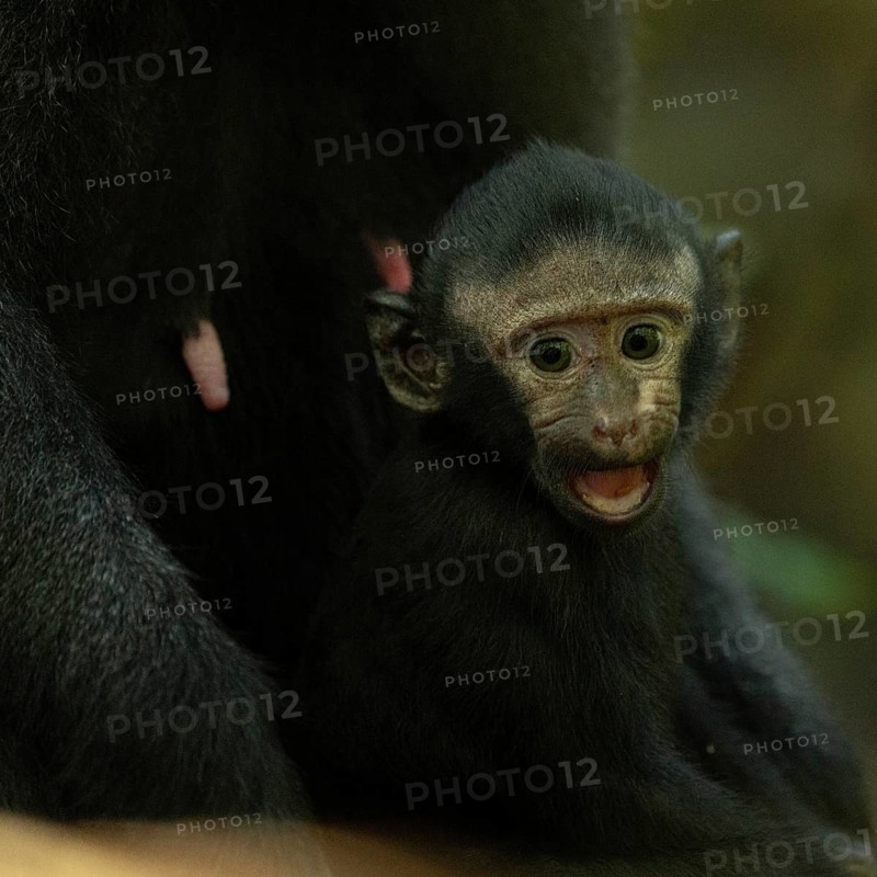 Crested macaque (Macaca nigra) This shot made in Tangkoko National Park in Sulawesi, Indonesia, Asia