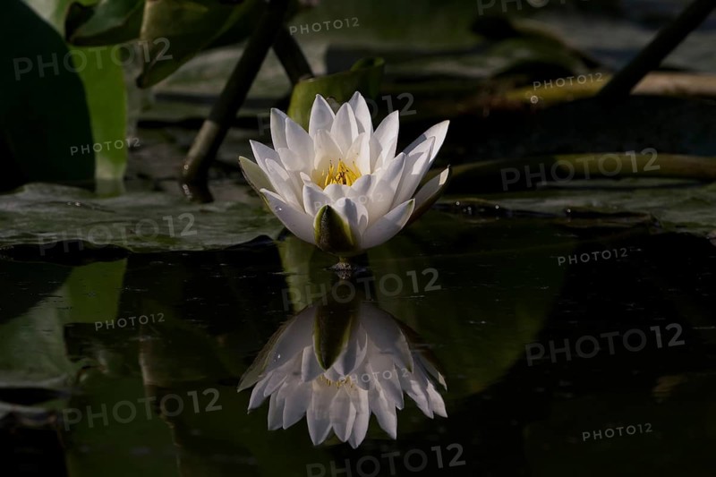 Nymphaea, water lily reflected on the water. Sao Miguel Acores