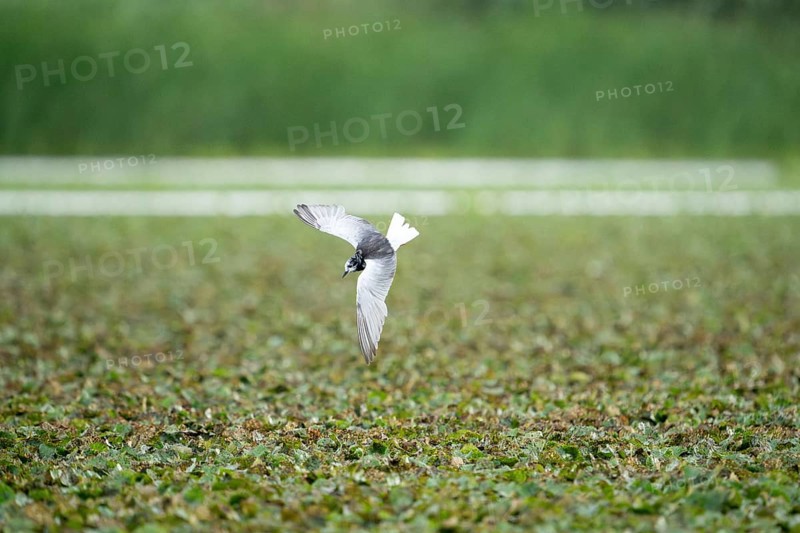 Mignattino ali bianche, Chlidonias leucopterus. Danube Delta