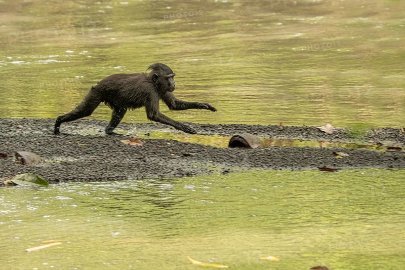 Crested macaque (Macaca nigra) This shot made in Tangkoko National Park in Sulawesi, IndonesiaCrested macaque