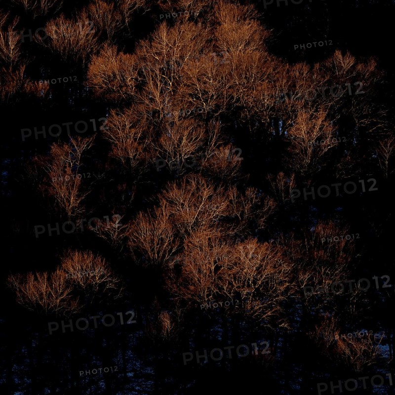Beech forest in winter. Abruzzo National Park Italy