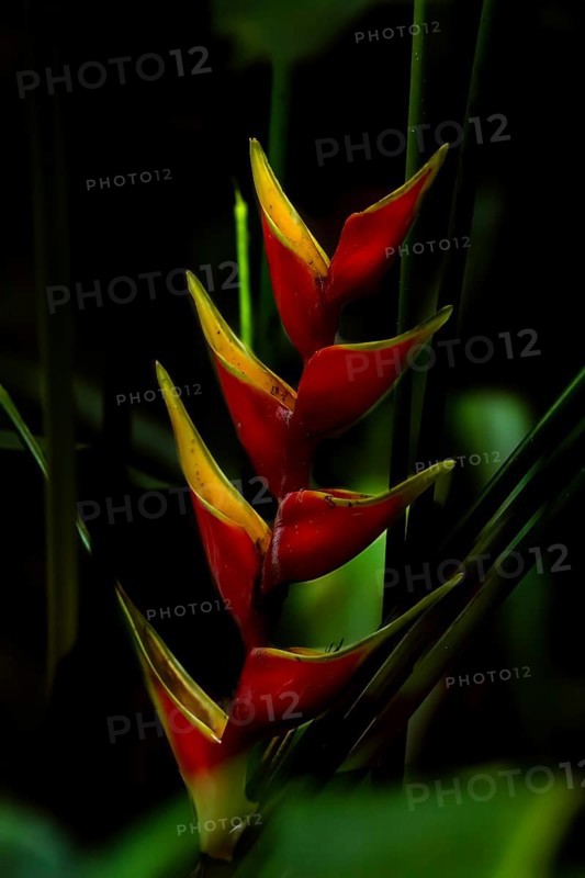 Close-up, Heliconia bihai is a plant species in the family Heliconiaceae. Costarica