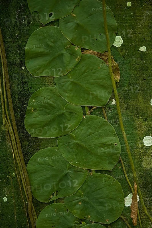 Close-up, typical parasitic plant that climbs tree trunks, Costarica