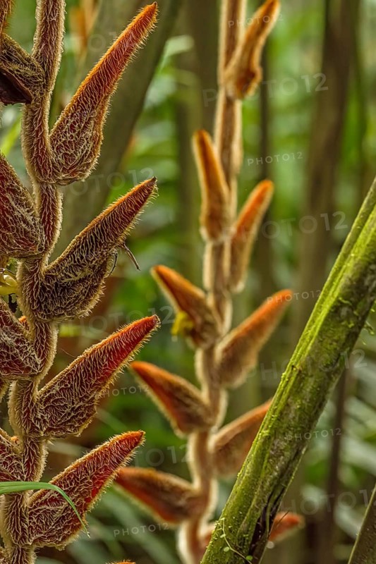 Close-up (Heliconia vellerigera) is a plant species in the family Heliconiaceae. Costarica