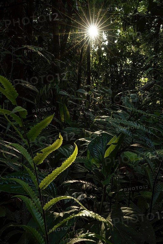 Sunburn in the jungle, fern Costarica