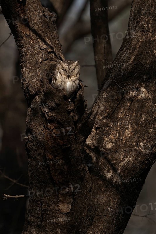 Scops owl (Otus bakkamoena) photographed in the jungle of Ranthambore National Park famous for tigers in Rajastan India