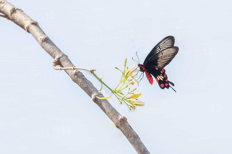 Papilio memnon, the great Mormon, is a large butterfly native to southern Asia that belongs to the swallowtail family photographed in the jungle of Ranthambore National Park famous for tigers in Rajastan India